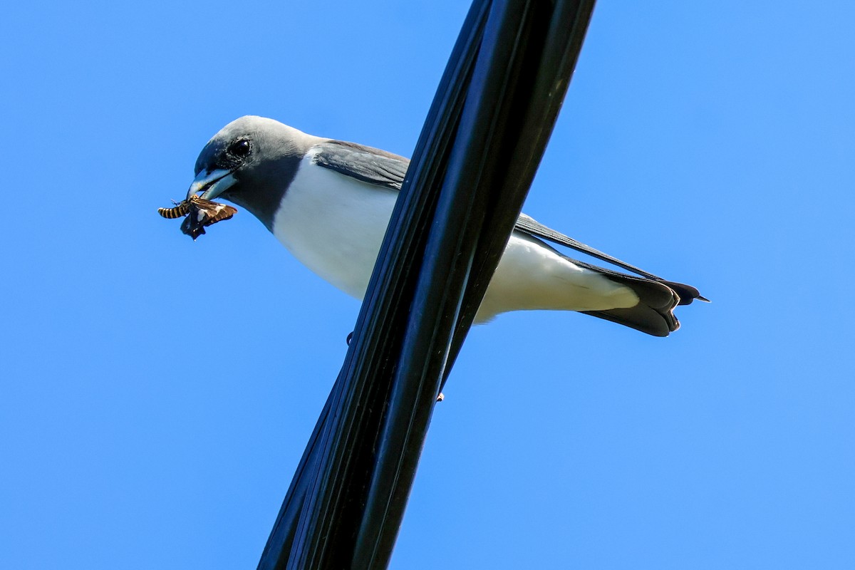 White-breasted Woodswallow - ML617908882
