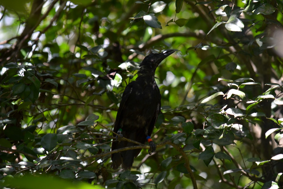 Гуамская ворона - ML617908897