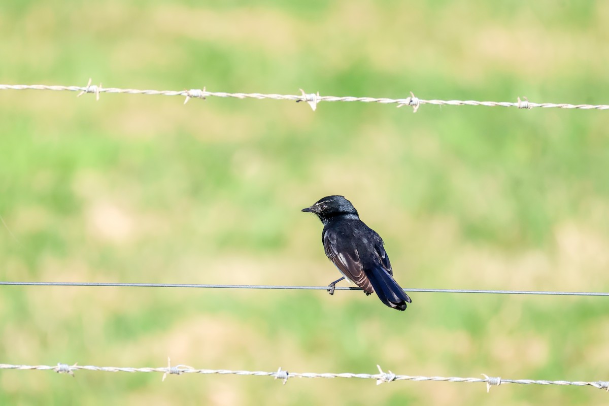 Willie-wagtail - ML617908900