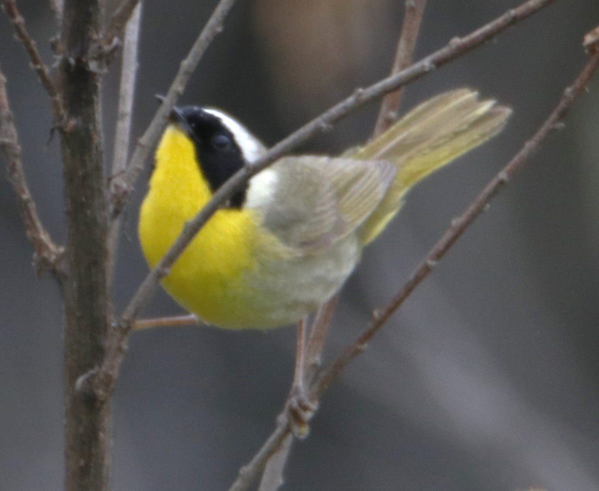 Common Yellowthroat - Barry Spolter