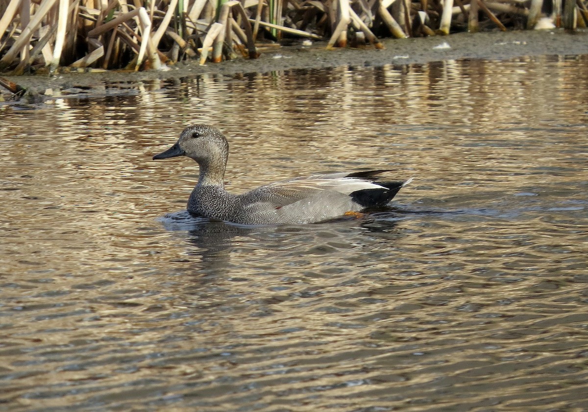 Gadwall - Andrew Don