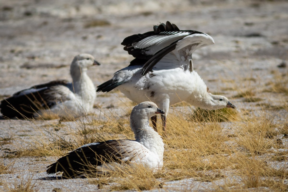 Andean Goose - ML617908943
