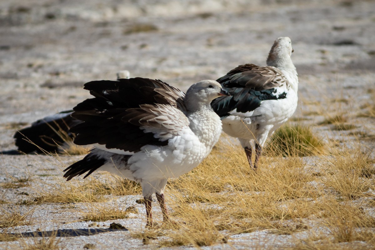 Andean Goose - ML617908946