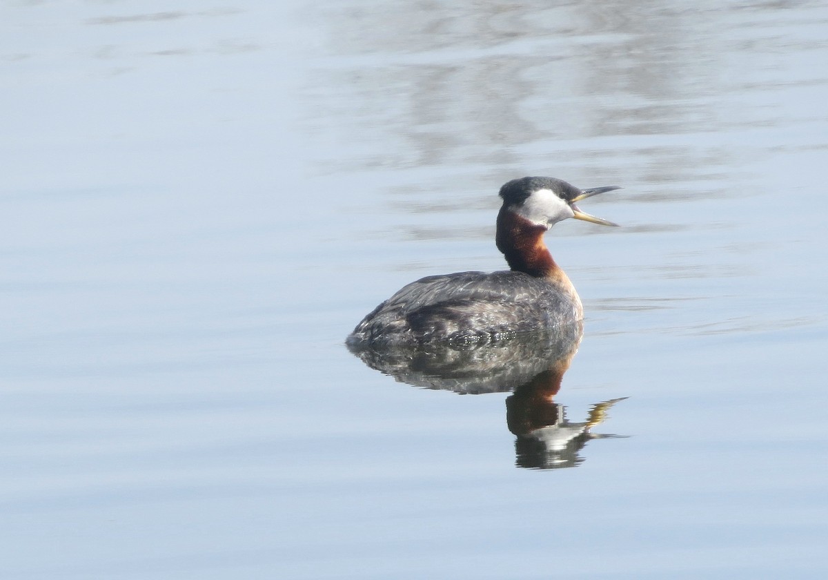 Red-necked Grebe - Andrew Don