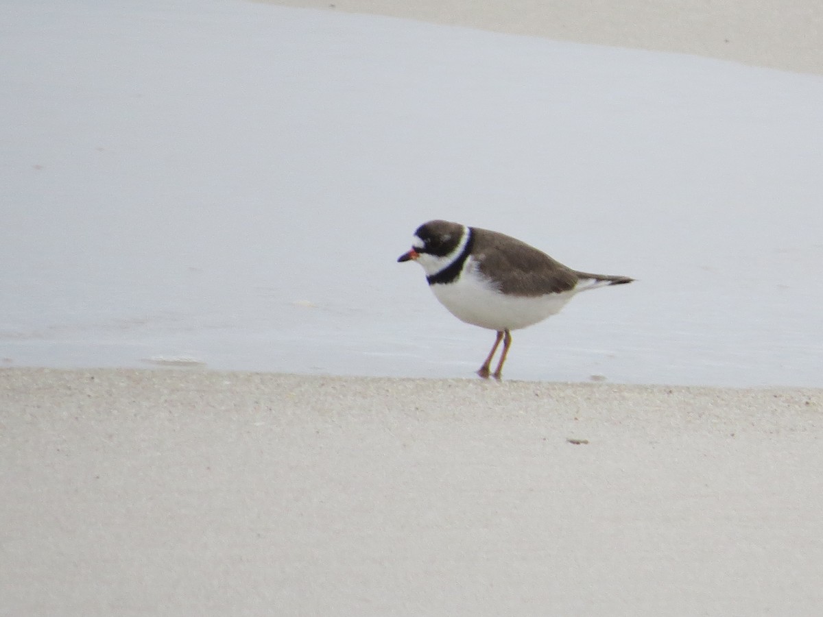 Semipalmated Plover - ML617908992