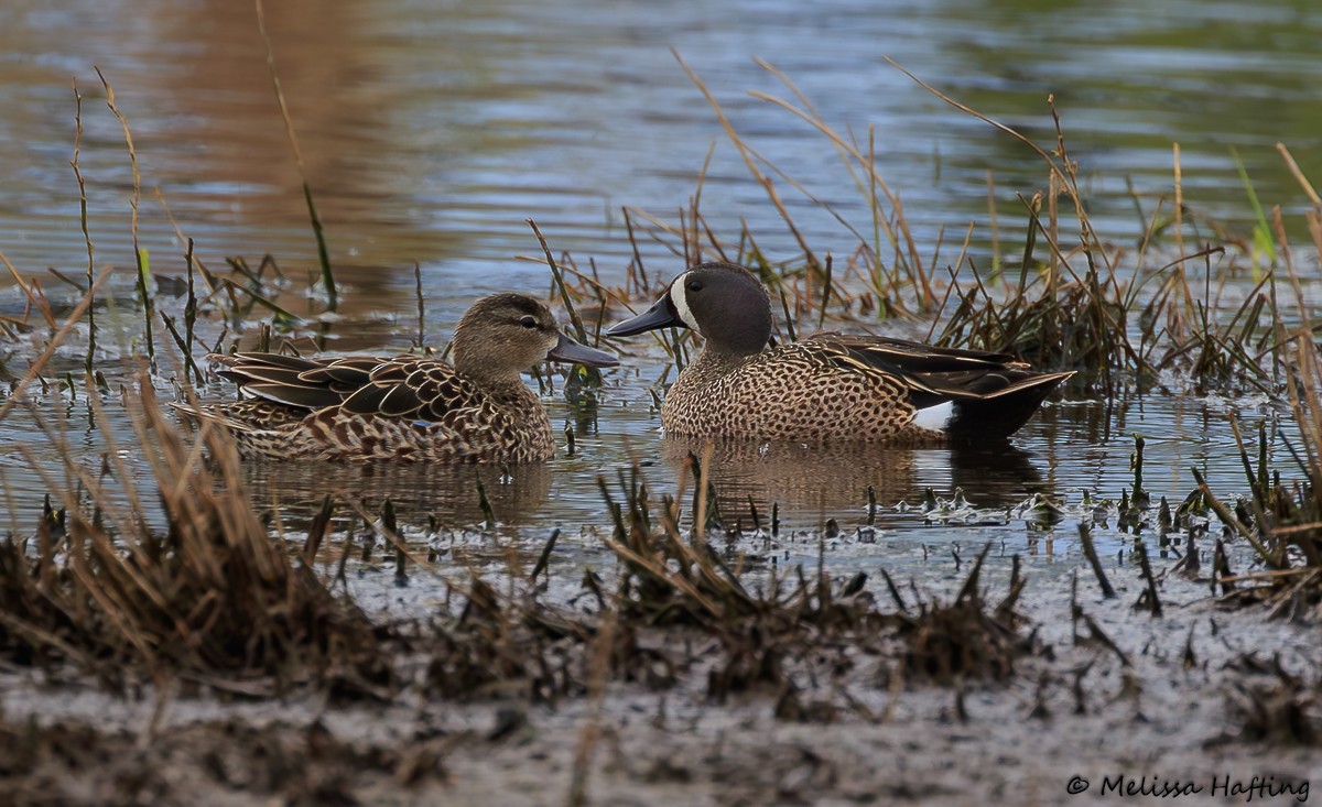 Blue-winged Teal - ML617908994