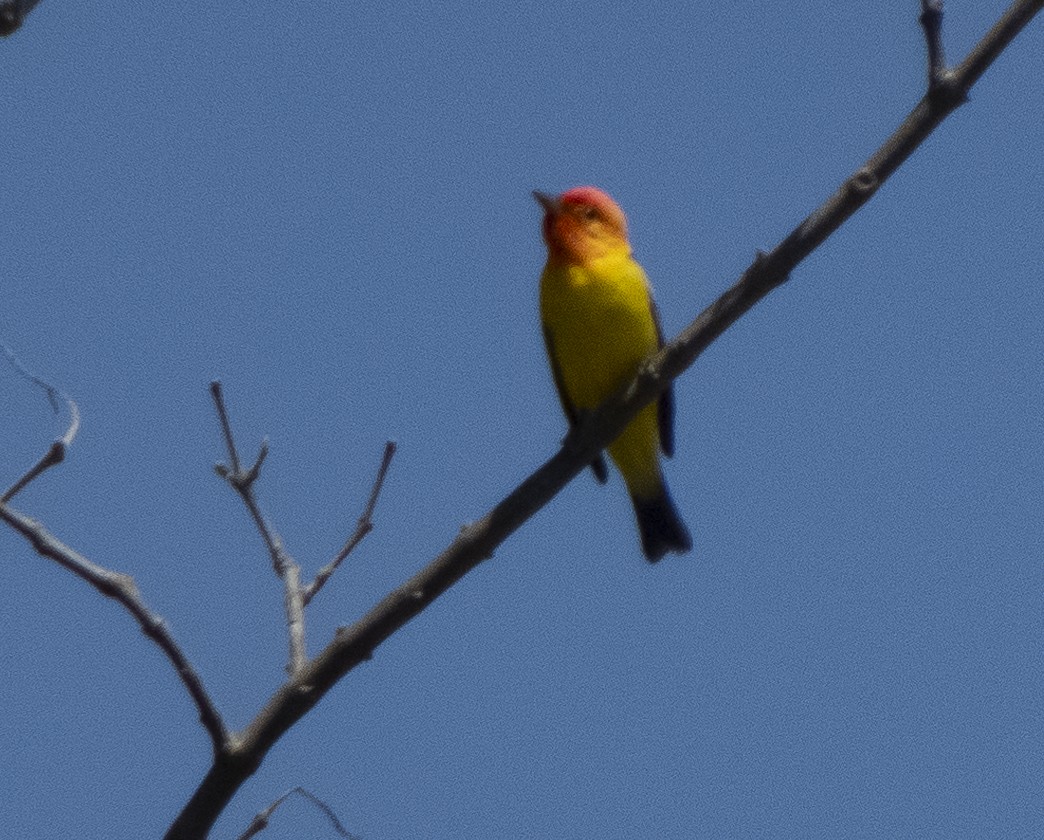 Western Tanager - Audrey E.