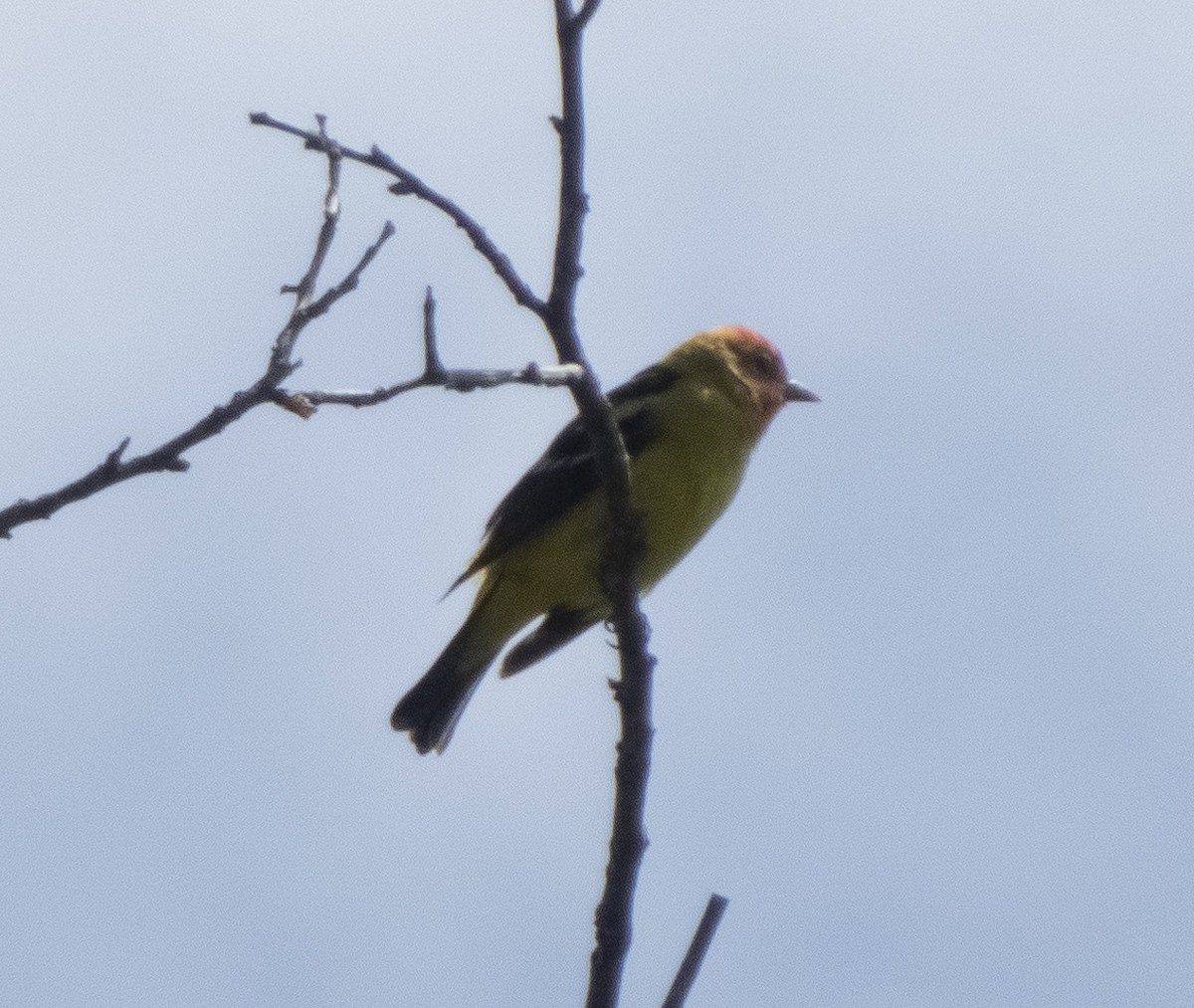 Western Tanager - Audrey E.
