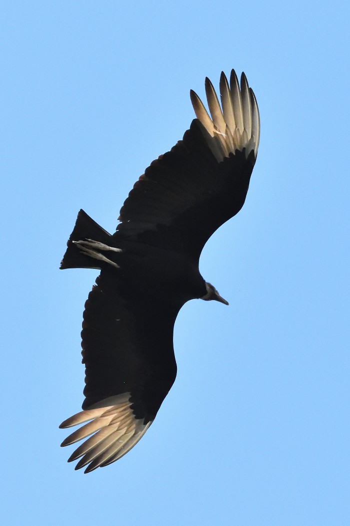 Black Vulture - ML617909007