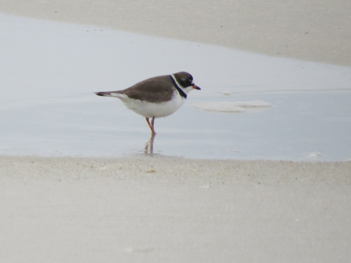 Semipalmated Plover - David Littlepage