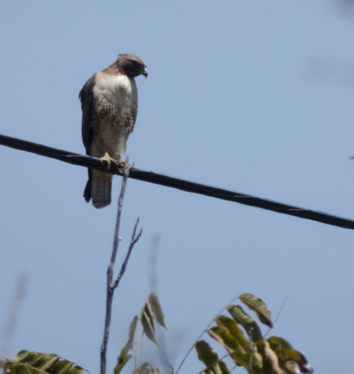 Red-tailed Hawk - ML617909069