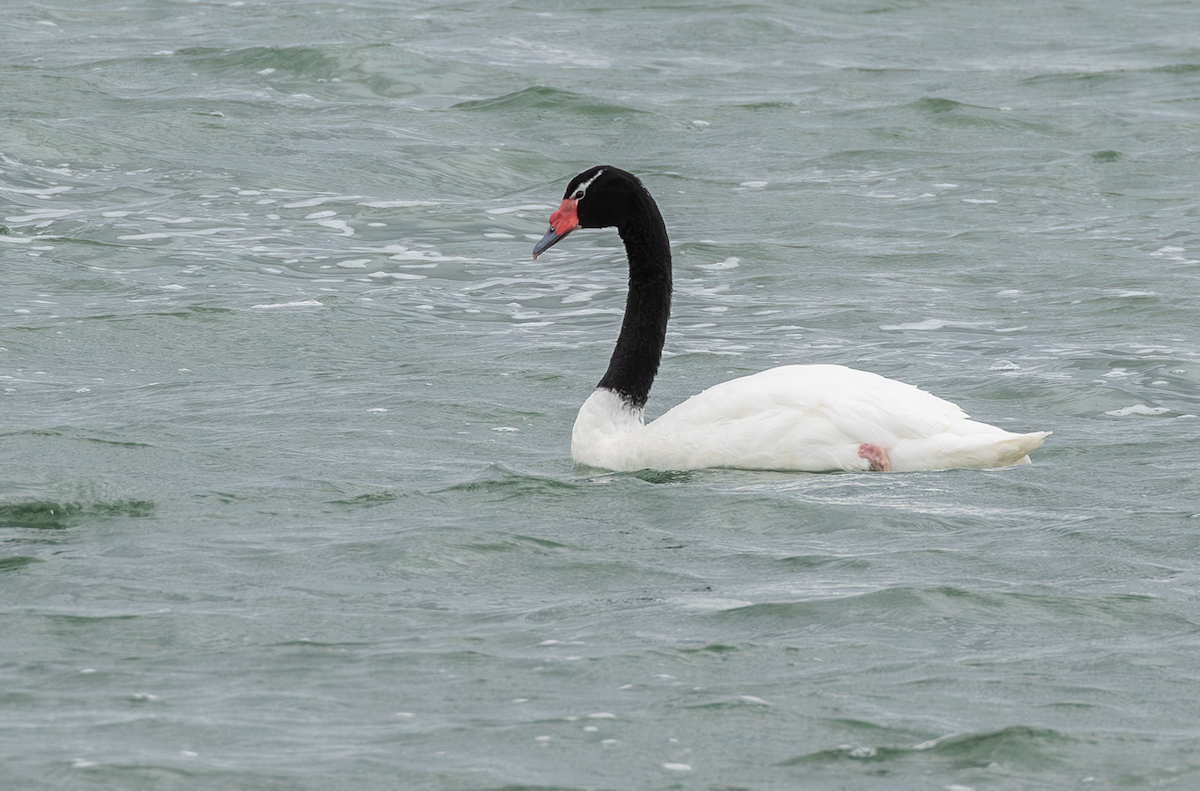 Black-necked Swan - Ernst Mutchnick