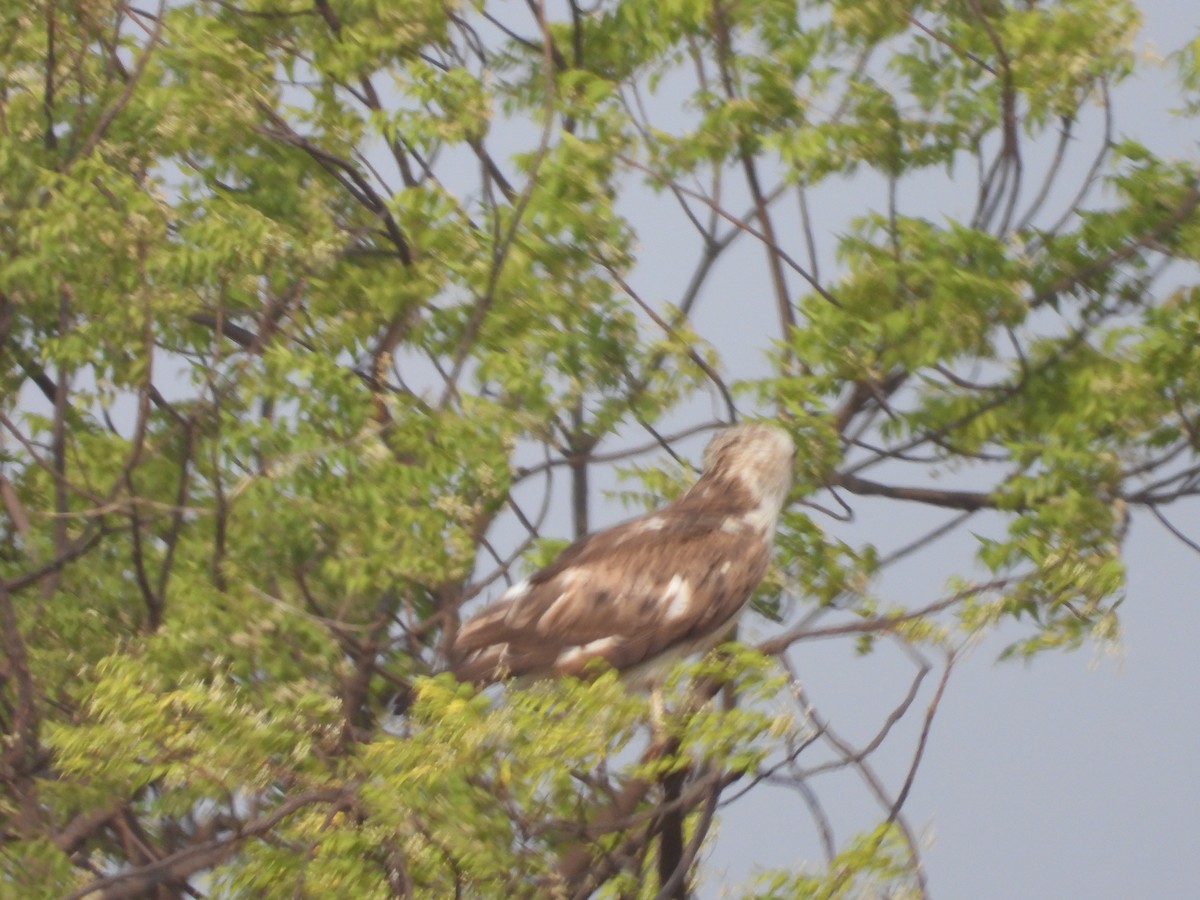 Short-toed Snake-Eagle - Ameya Chaturvedi