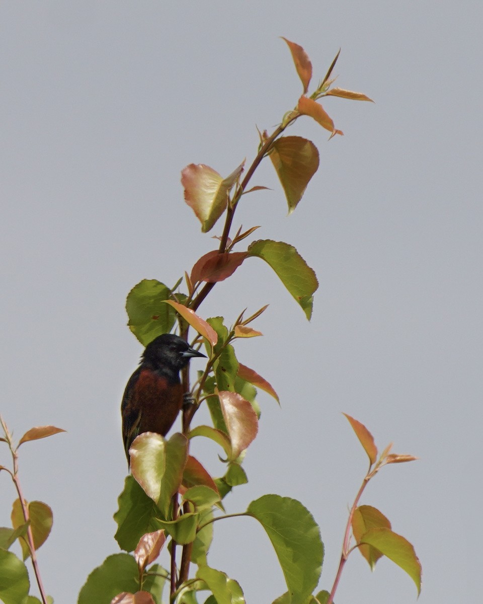 Orchard Oriole - ML617909132