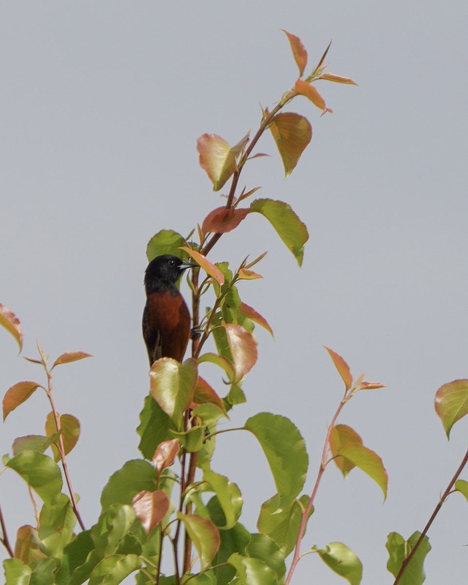 Orchard Oriole - ML617909133