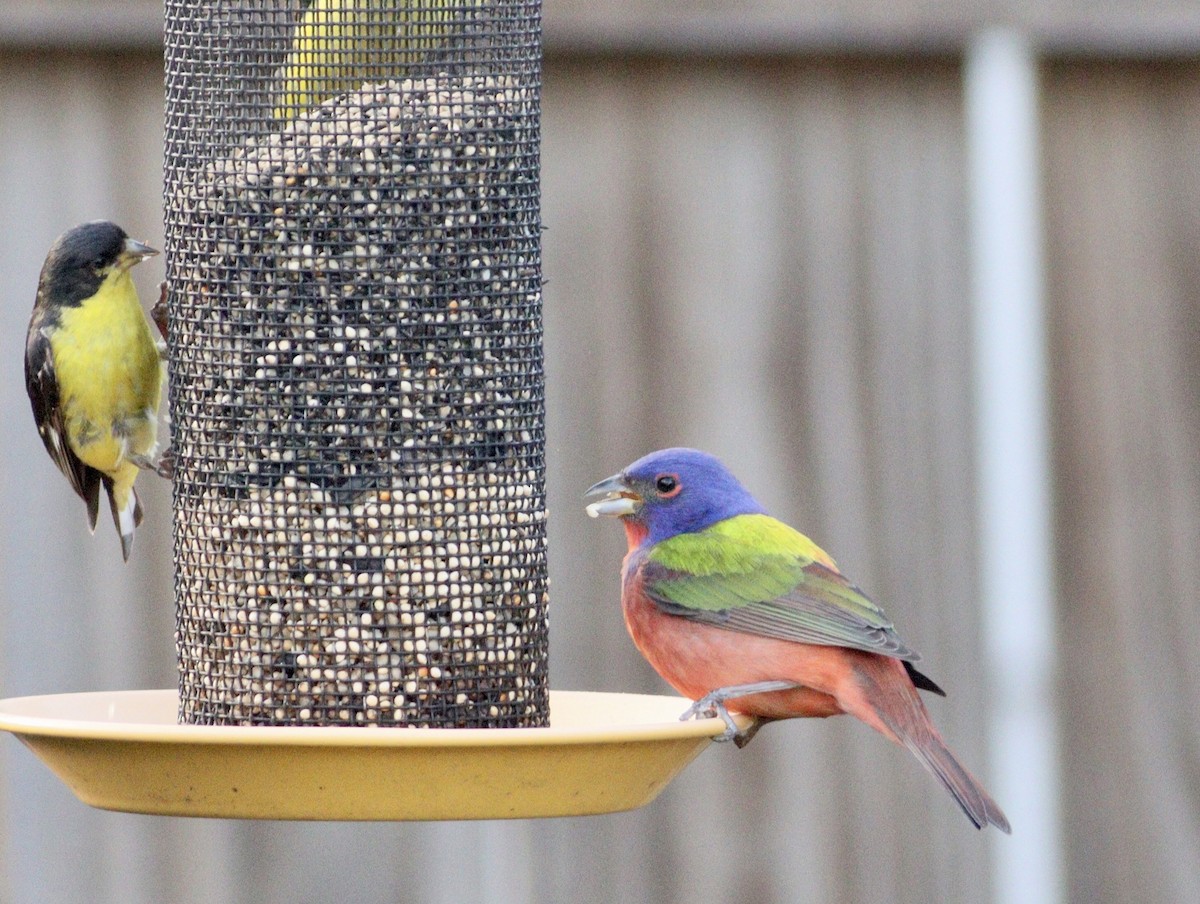 Painted Bunting - ML617909194