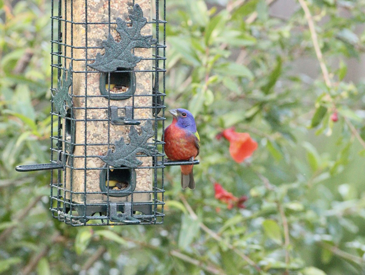 Painted Bunting - ML617909195