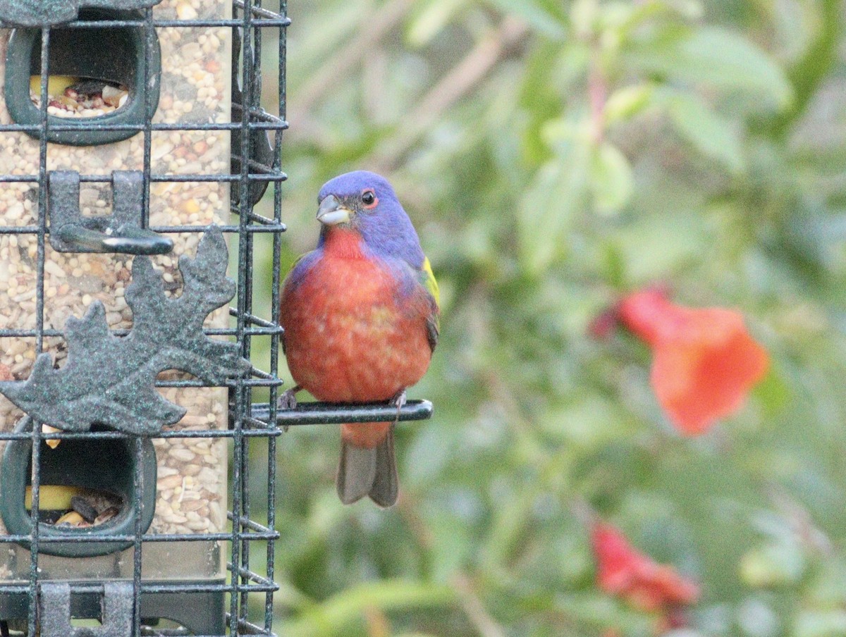 Painted Bunting - ML617909196