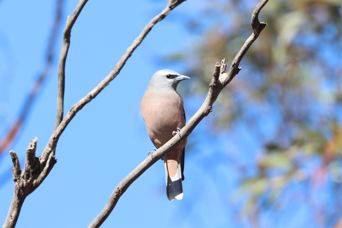 White-browed Woodswallow - Fred Duncker