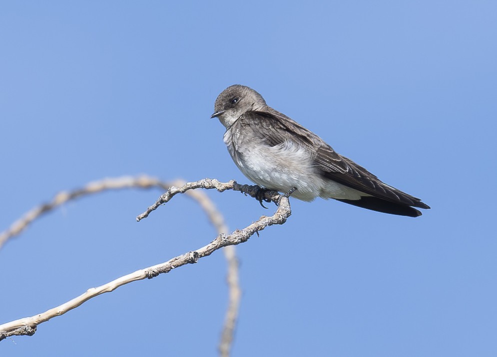 Northern Rough-winged Swallow - Louisa Evers