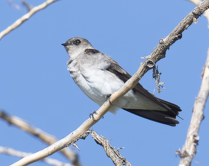 Northern Rough-winged Swallow - Louisa Evers