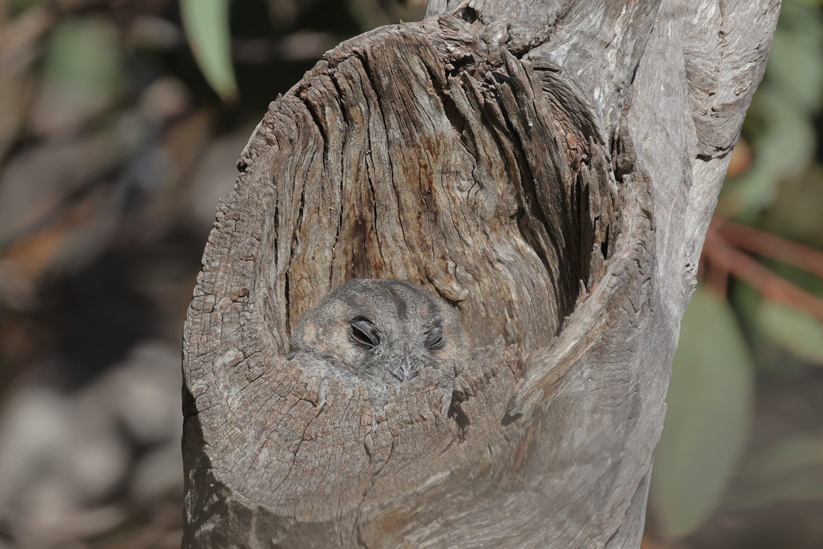 Australian Owlet-nightjar - ML617909299