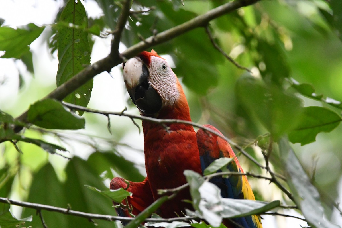 Scarlet Macaw - ML617909301