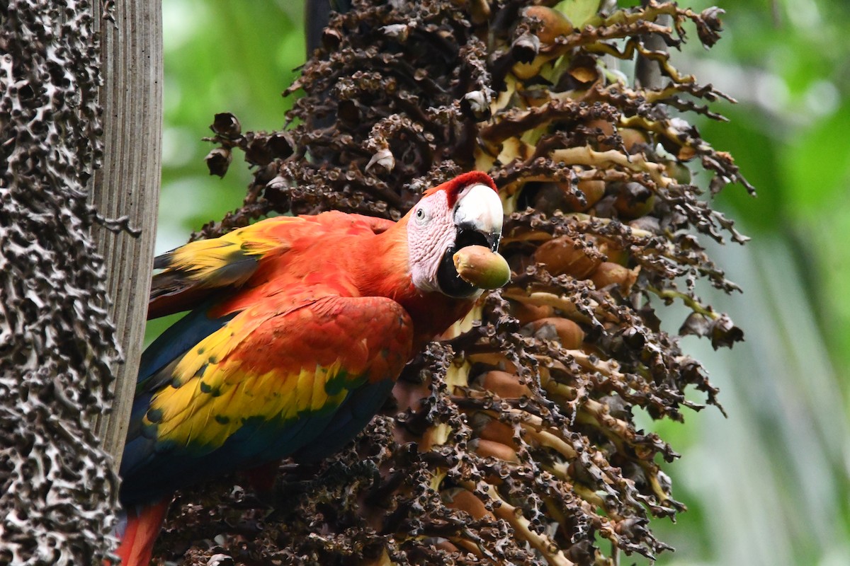 Scarlet Macaw - ML617909302