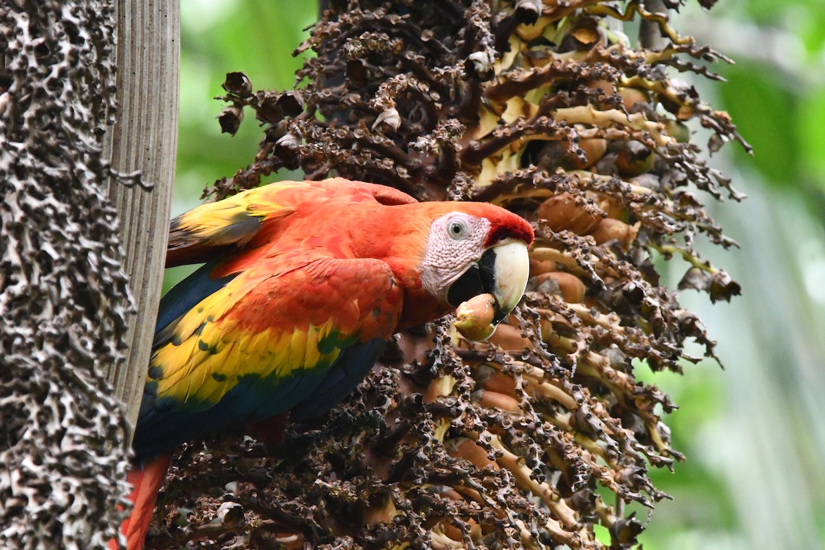 Scarlet Macaw - ML617909303