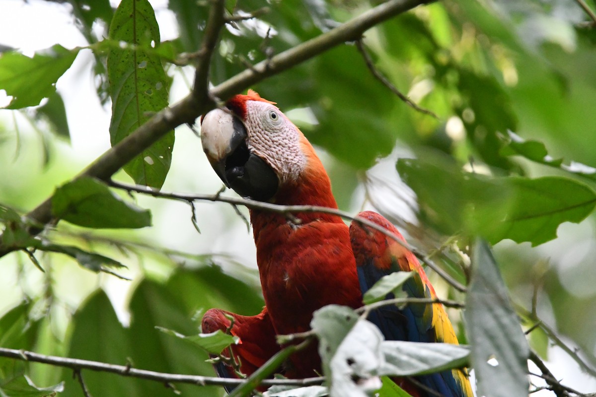 Scarlet Macaw - ML617909306