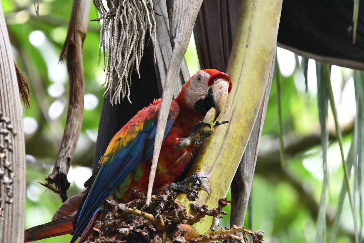 Scarlet Macaw - ML617909308