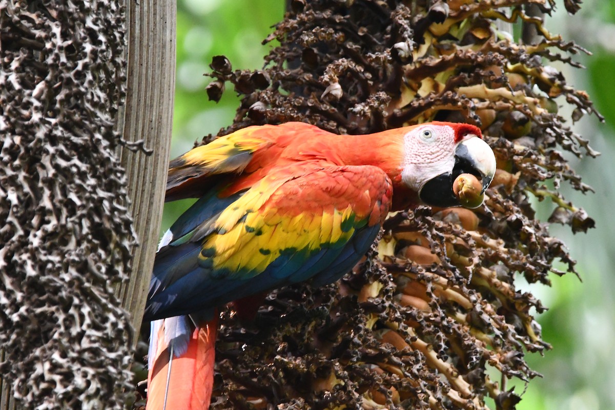 Scarlet Macaw - Jessy Lopez Herra