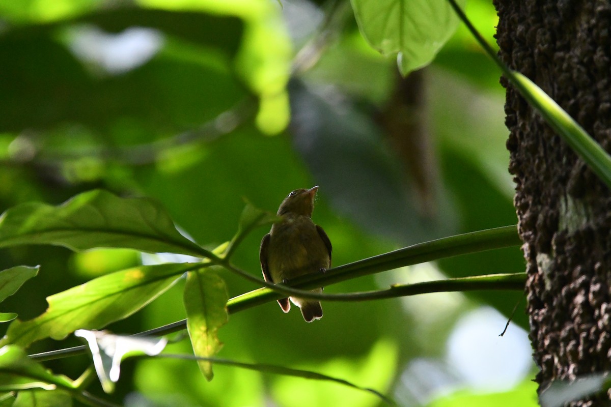 Red-capped Manakin - ML617909368