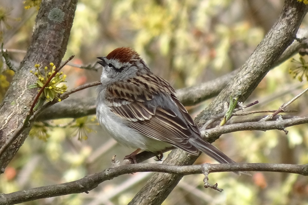 Chipping Sparrow - Barb Dermott