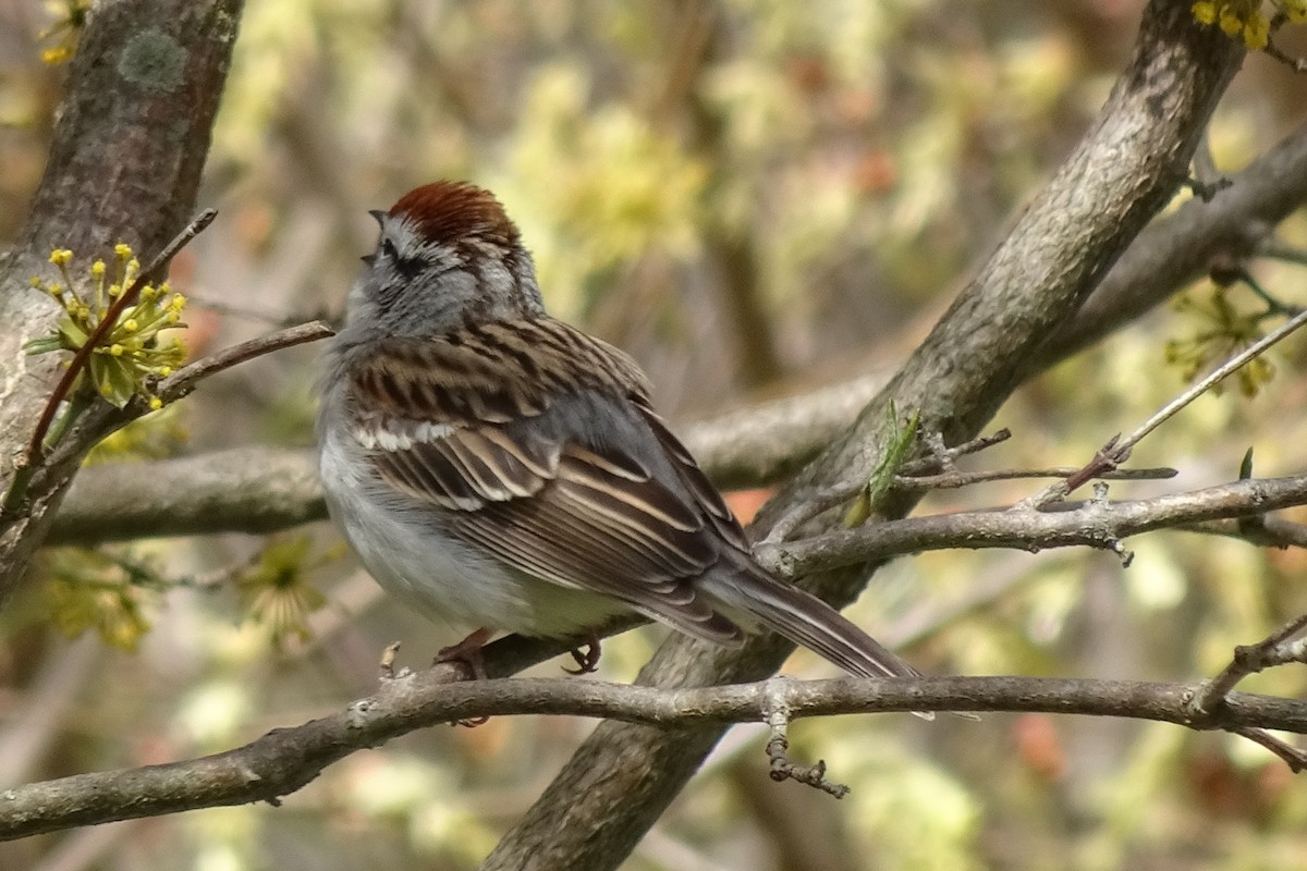 Chipping Sparrow - ML617909388