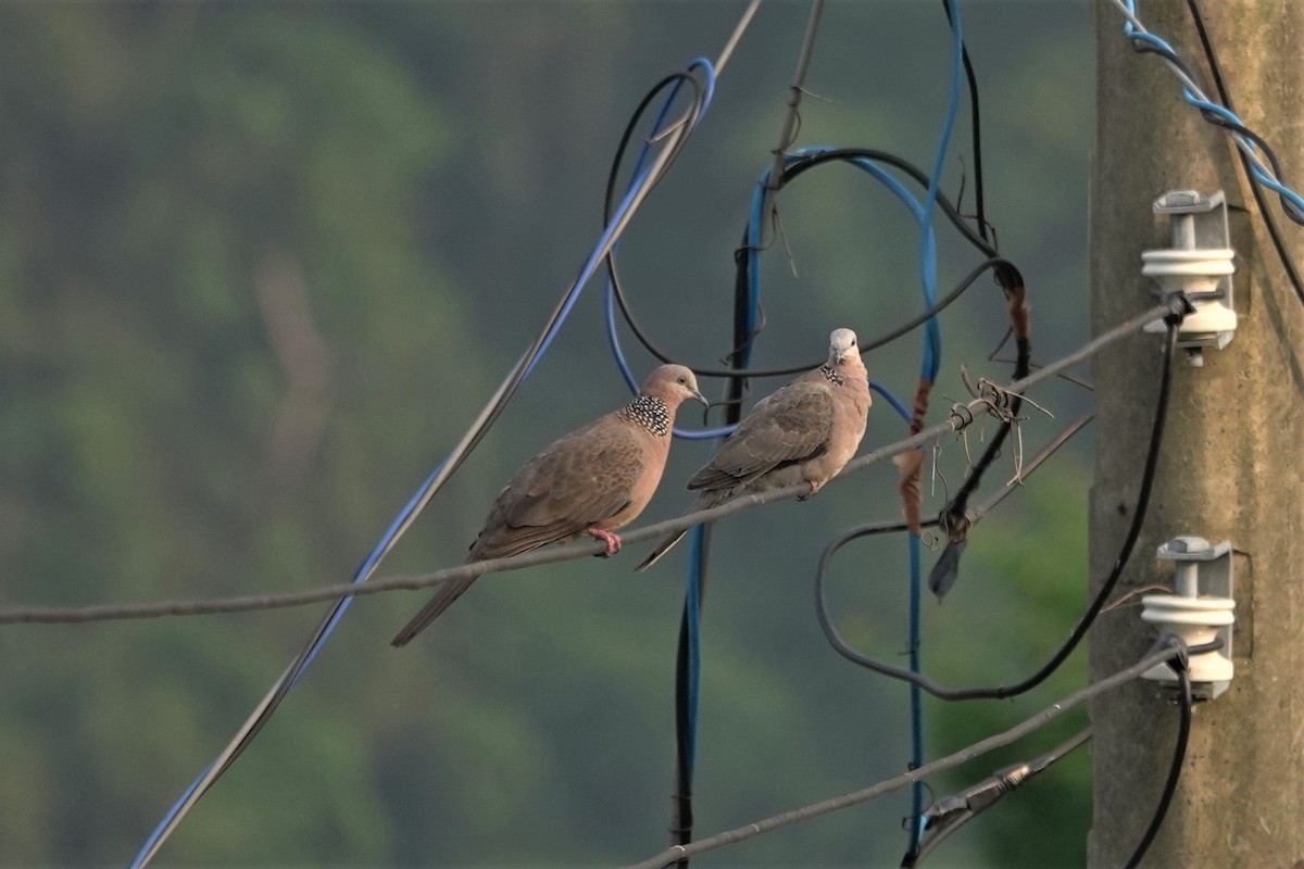 Spotted Dove - ML617909404