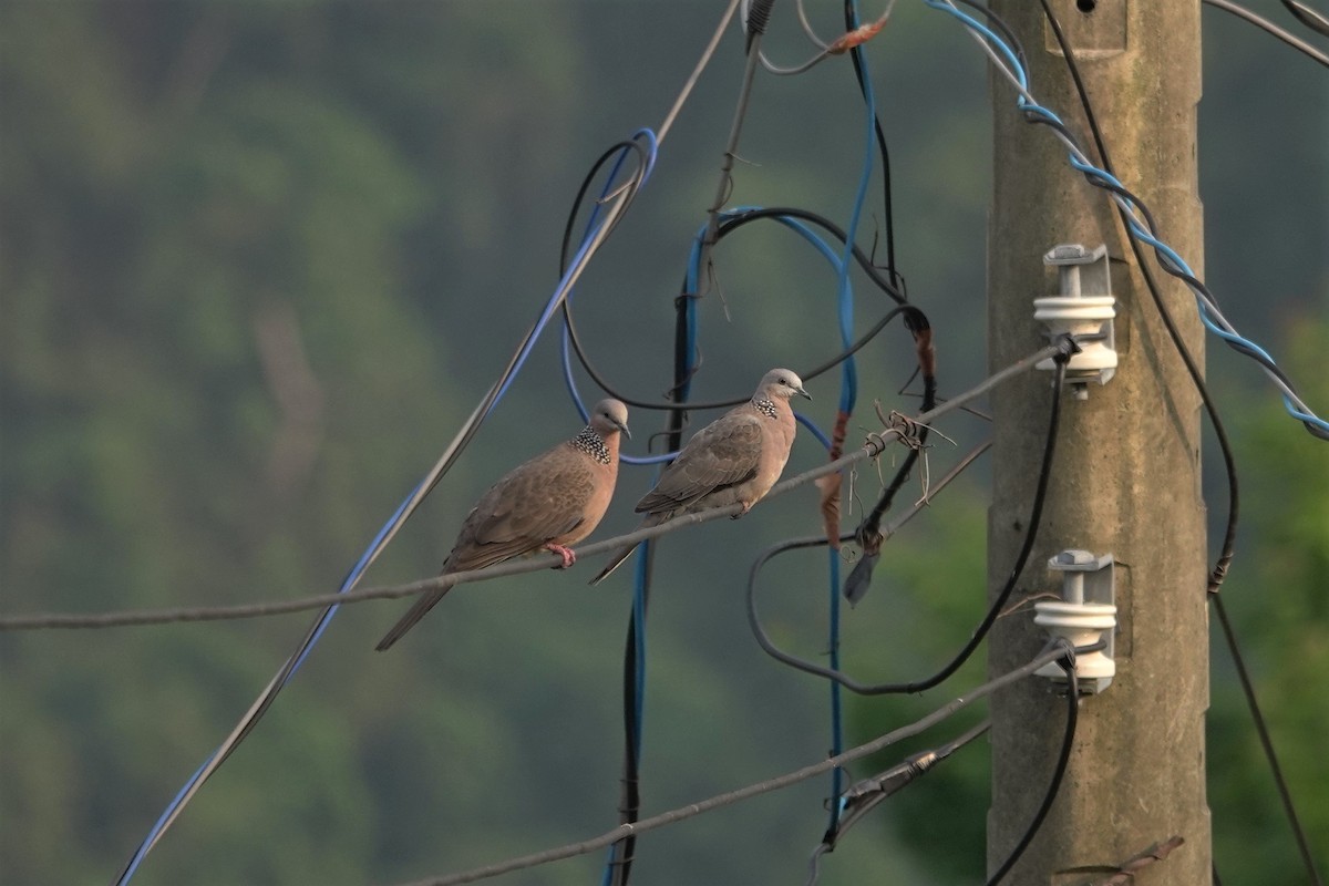 Spotted Dove - ML617909405