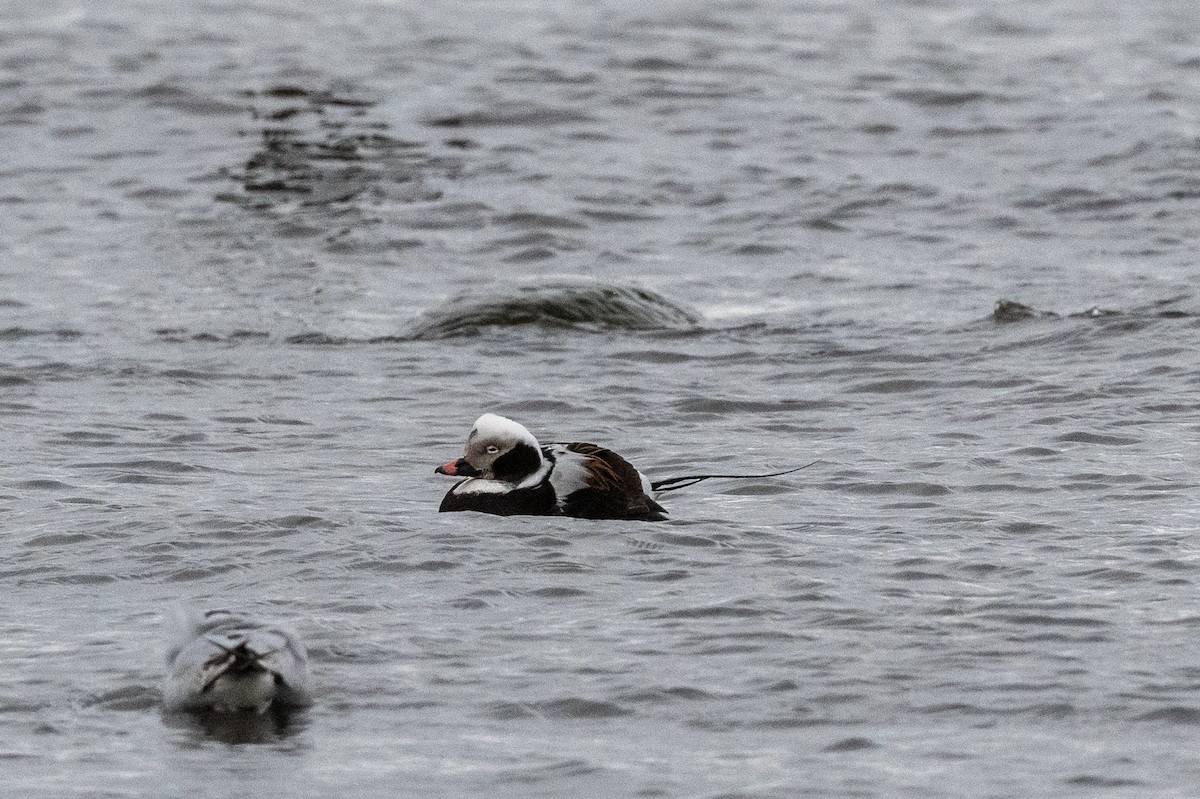 Long-tailed Duck - ML617909406