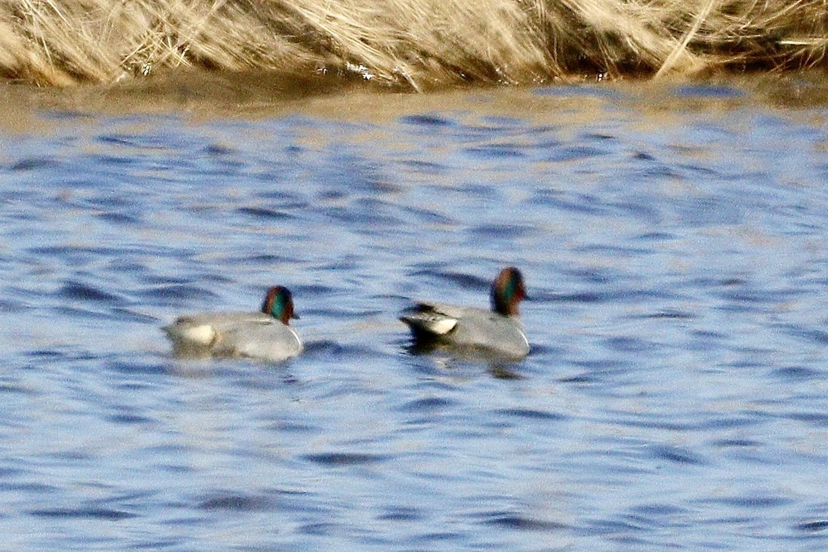 Green-winged Teal - ML617909435