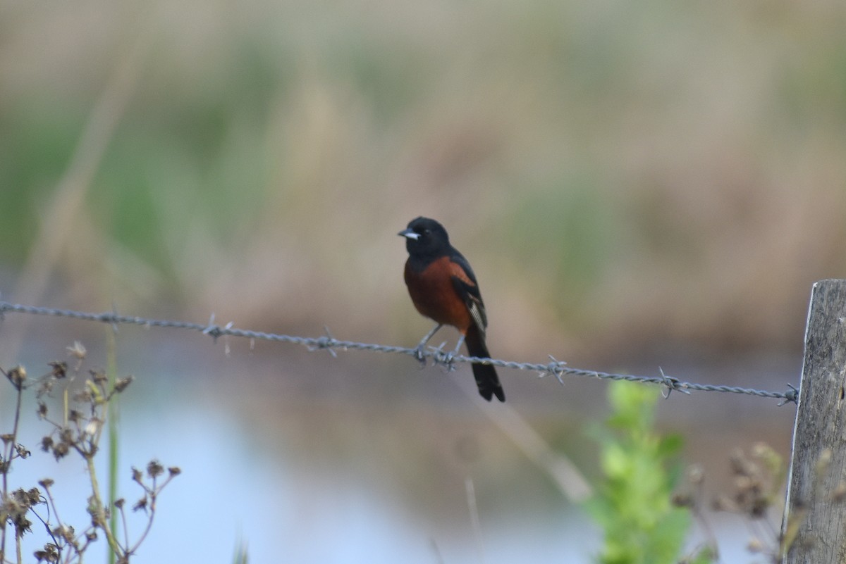 Orchard Oriole - ML617909444