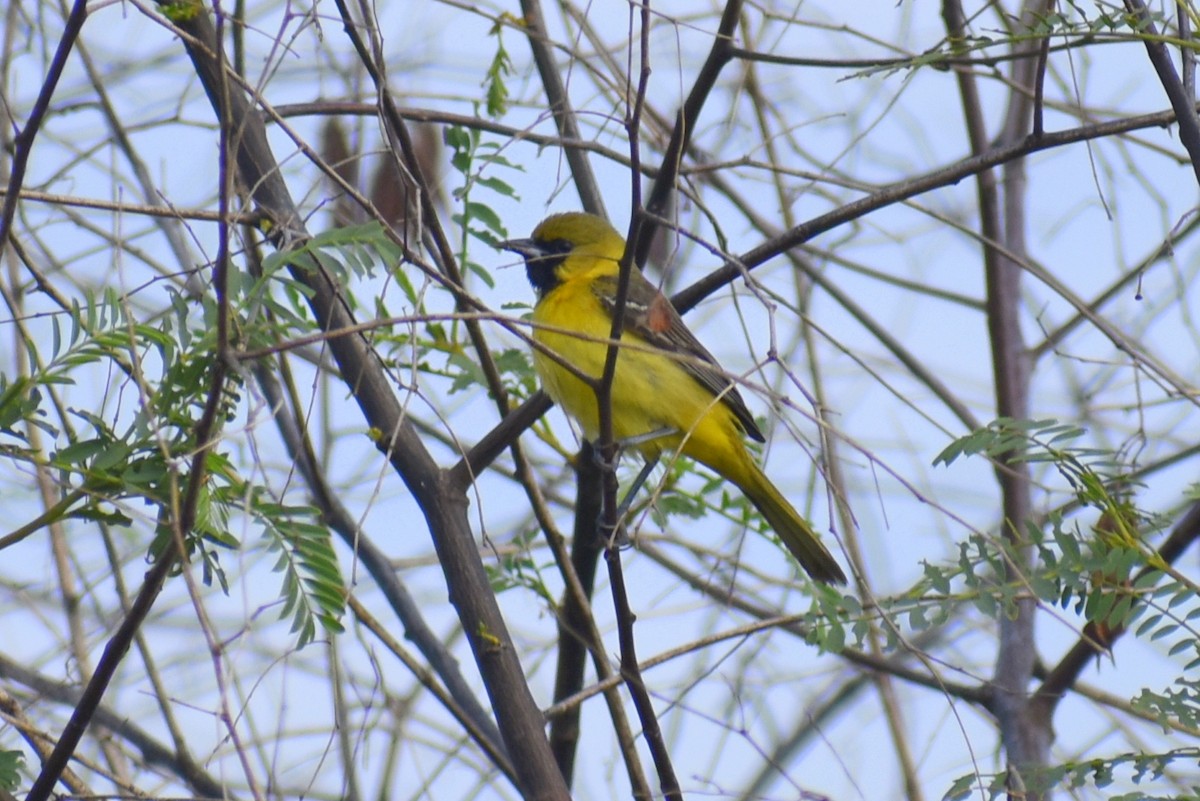 Orchard Oriole - ML617909449