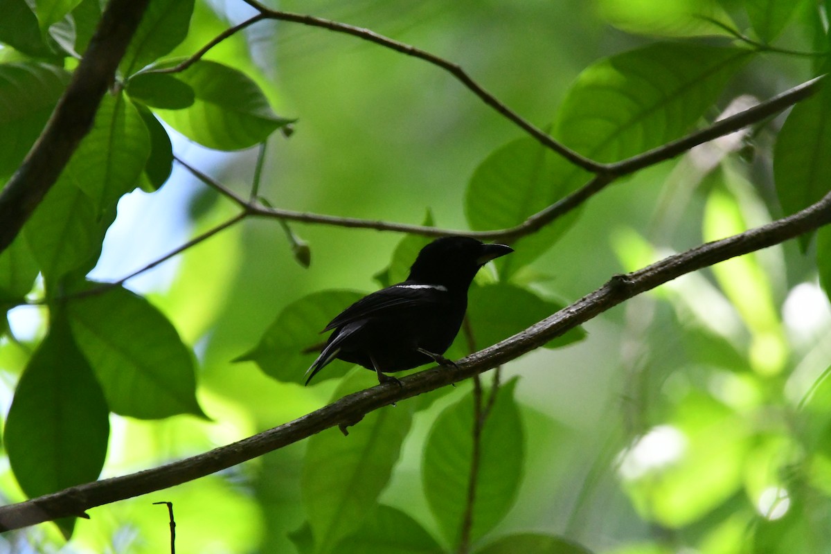 White-shouldered Tanager - ML617909503