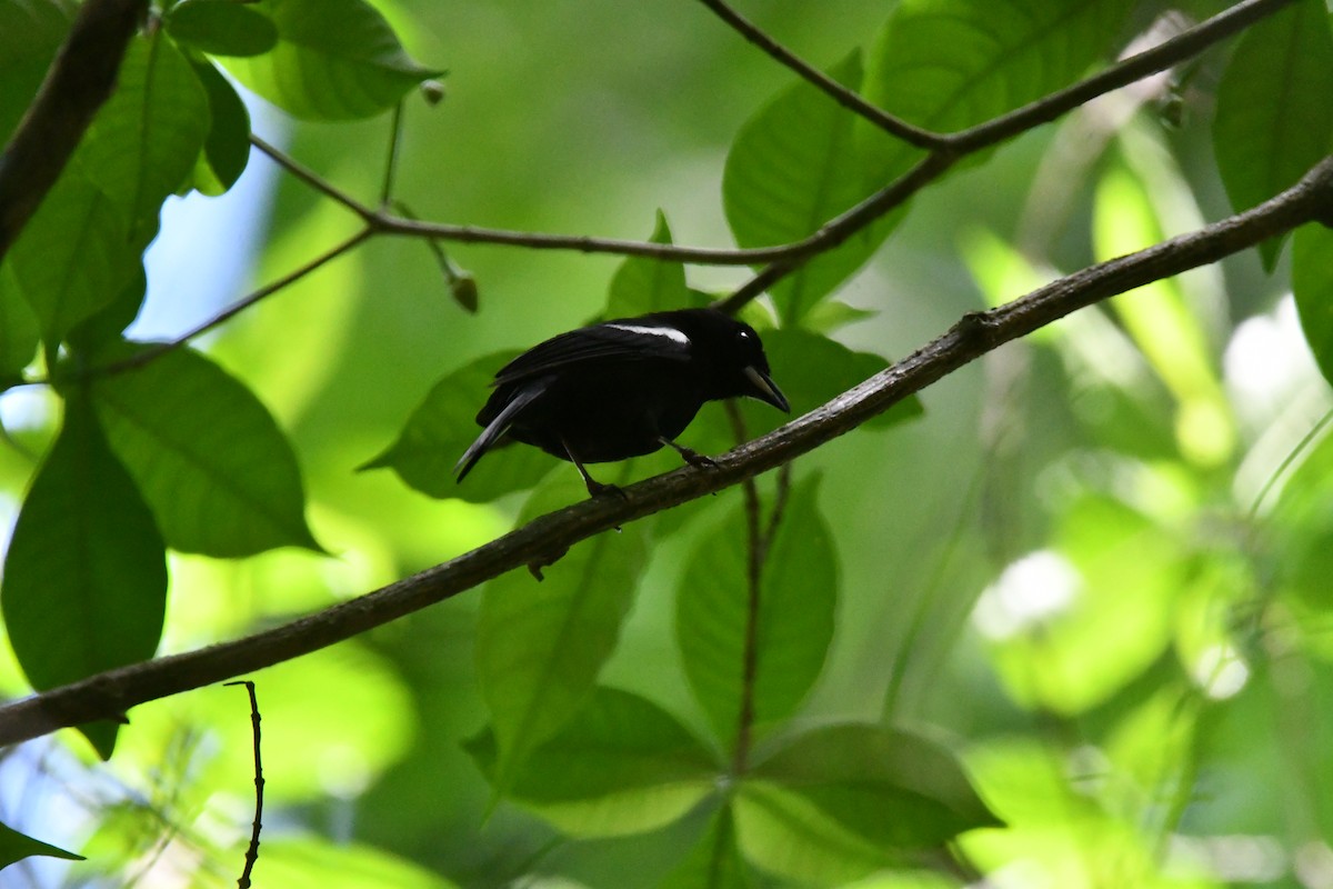 White-shouldered Tanager - ML617909504