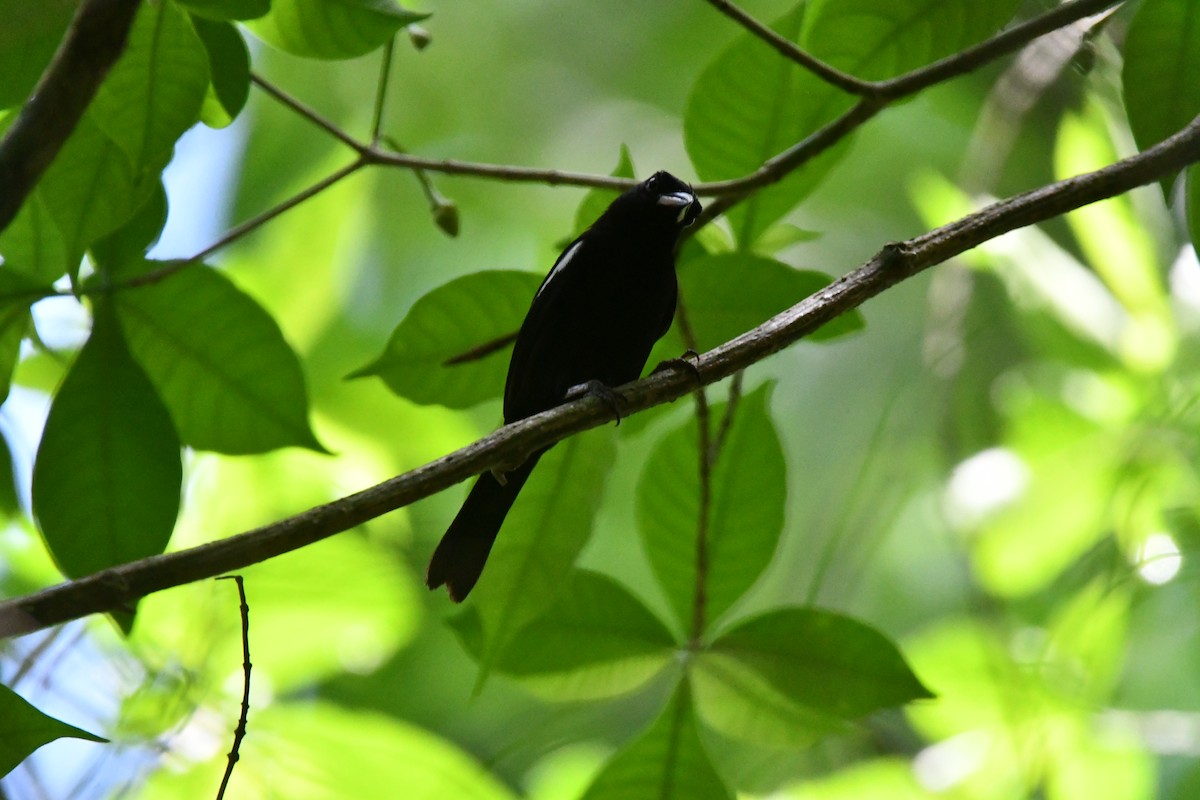 White-shouldered Tanager - ML617909505