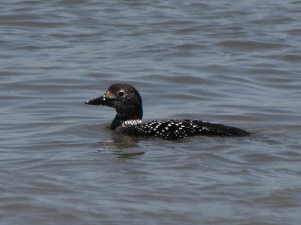 Common Loon - Wendy Hill