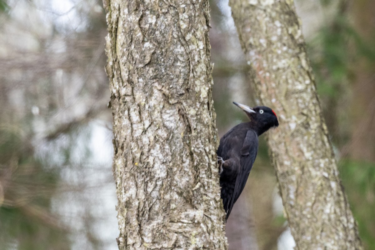 Black Woodpecker - ML617909569