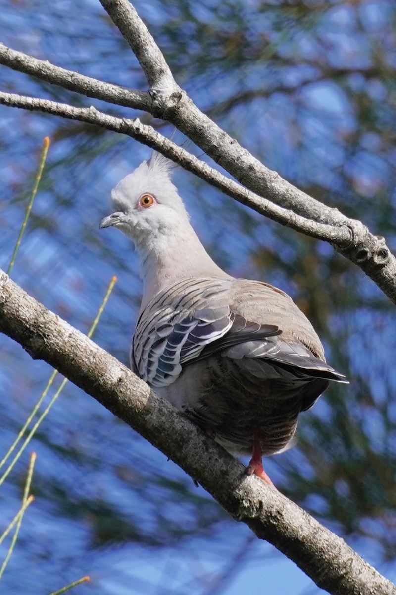 eBird Checklist - 24 Apr 2024 - Sawtell Golf Club - 21 species