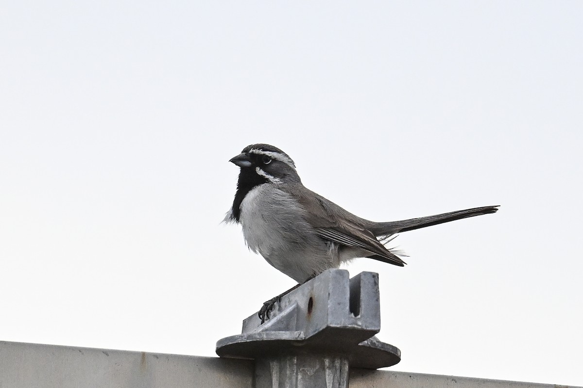 Black-throated Sparrow - ML617909602