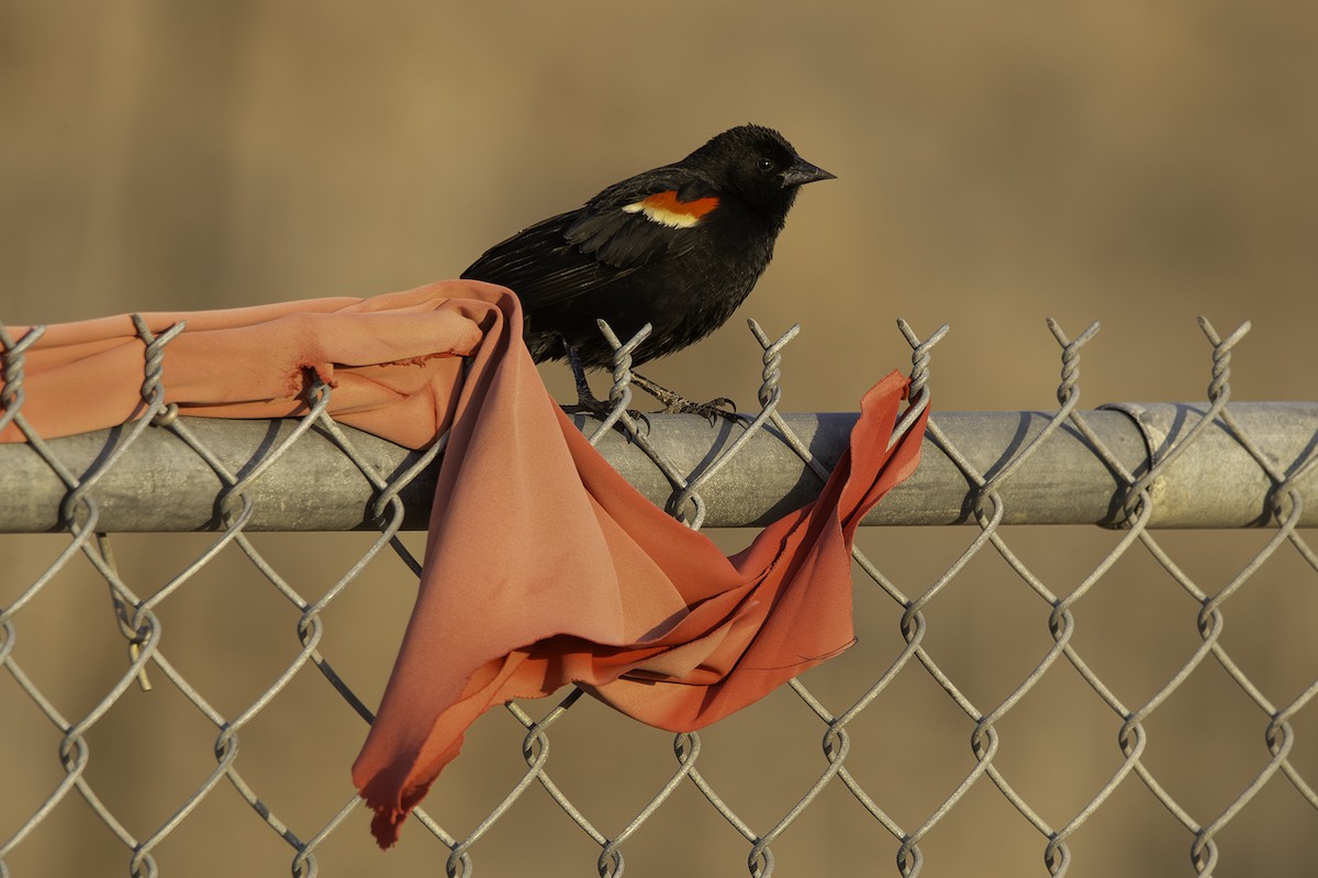 Red-winged Blackbird - ML617909611
