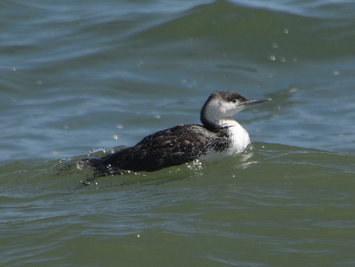 Red-throated Loon - ML617909626